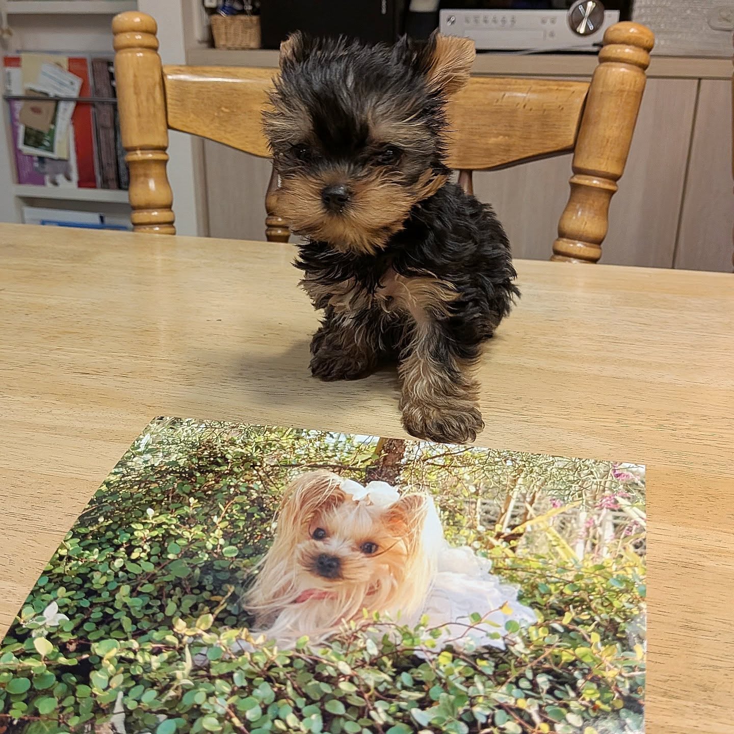 Babymoon - Female Yorkie Puppy